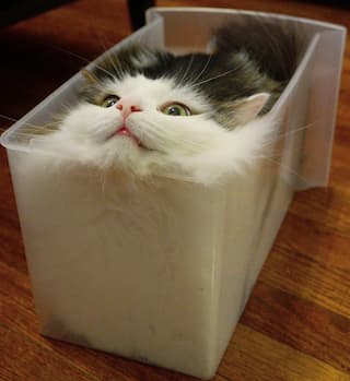 Cats are Liquid